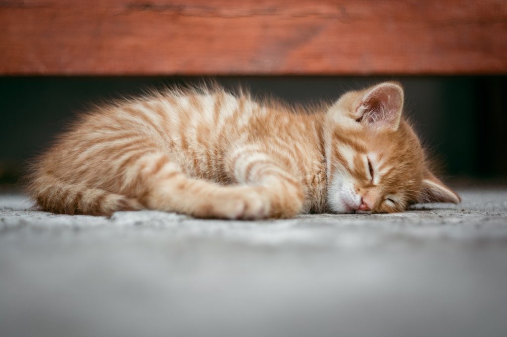 sleep, insomnia, hypnosis